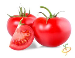 Tomato - Rutgers (Indeterminate) 7 Tomato - Rutgers (Indeterminate) -Speed now 700xshutterstock 203281402