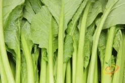 Mustard - Tendergreen 13 Mustard - Tendergreen -Speed now 700xshutterstock 204327430