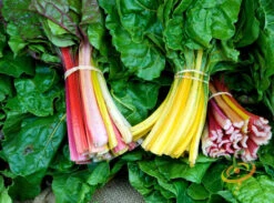Swiss Chard - Rainbow Mix 11 Swiss Chard - Rainbow Mix -Speed now 700xshutterstock 35046310