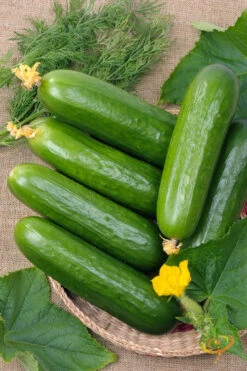 Cucumber - Straight 8 13 Cucumber - Straight 8 -Speed now 700xshutterstock 38538010