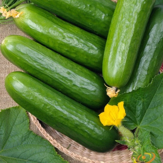 Cucumber - Straight 8 3 Cucumber - Straight 8