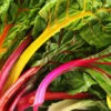 Swiss Chard - Rainbow Mix -Speed now 700xshutterstock 40101130 700x 44778010 341b 4a98 86f5 89aa513f9cb3