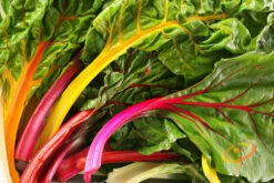 Swiss Chard - Canary Yellow -Speed now 700xshutterstock 40101130 df7d38fb 49b4 4755 aa9f 18bfb8e9a15a