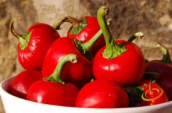 Pepper (Hot) - Cherry, Red π₯π₯ 11 Pepper (Hot) - Cherry, Red π₯π₯ -Speed now 700xshutterstock 44773720