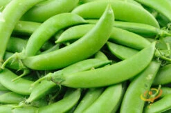 Pea (Snap) - Sugar 16 Pea (Snap) - Sugar -Speed now 700xshutterstock 45091780