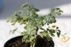 Rue -Speed now 700xshutterstock 45876901