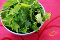 Mustard - Mizuna 15 Mustard - Mizuna -Speed now 700xshutterstock 53052703