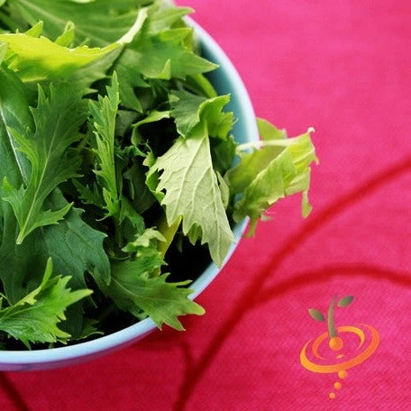 Mustard - Mizuna 3 Mustard - Mizuna