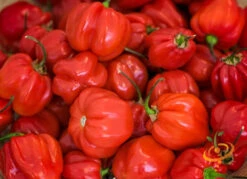 Pepper (Hot) - Habanero, Red Caribbean 🔥🔥🔥🔥🔥 12 Pepper (Hot) - Habanero, Red Caribbean 🔥🔥🔥🔥🔥 -Speed now 700xshutterstock 54248452