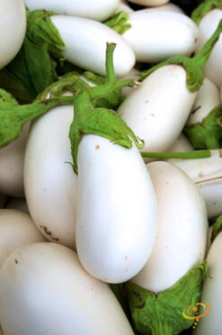 Eggplant - Casper 17 Eggplant - Casper -Speed now 700xshutterstock 57309835