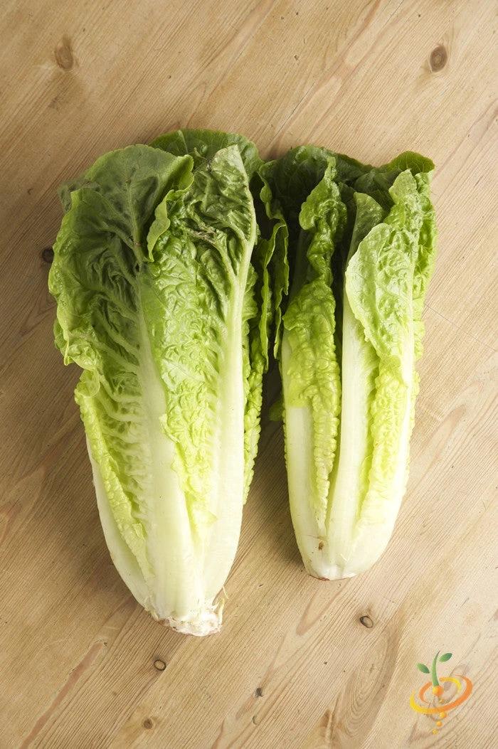 Lettuce - Romaine, Classic "Paris Island Cos" 4 Lettuce - Romaine, Classic "Paris Island Cos" - Image 2