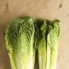 Lettuce - Romaine, Classic "Paris Island Cos" 2 Lettuce - Romaine, Classic "Paris Island Cos" -Speed now 700xshutterstock 57457801 700x 9786a845 40bd 4275 accc bebefeaa0cab