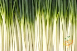 Onion - Tokyo Long White (Bunching), Scallion -Speed now 700xshutterstock 66159427