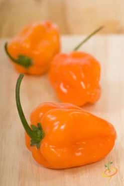 Pepper (Hot) - Habanero, Orange 🔥🔥🔥🔥 -Speed now 700xshutterstock 71102584