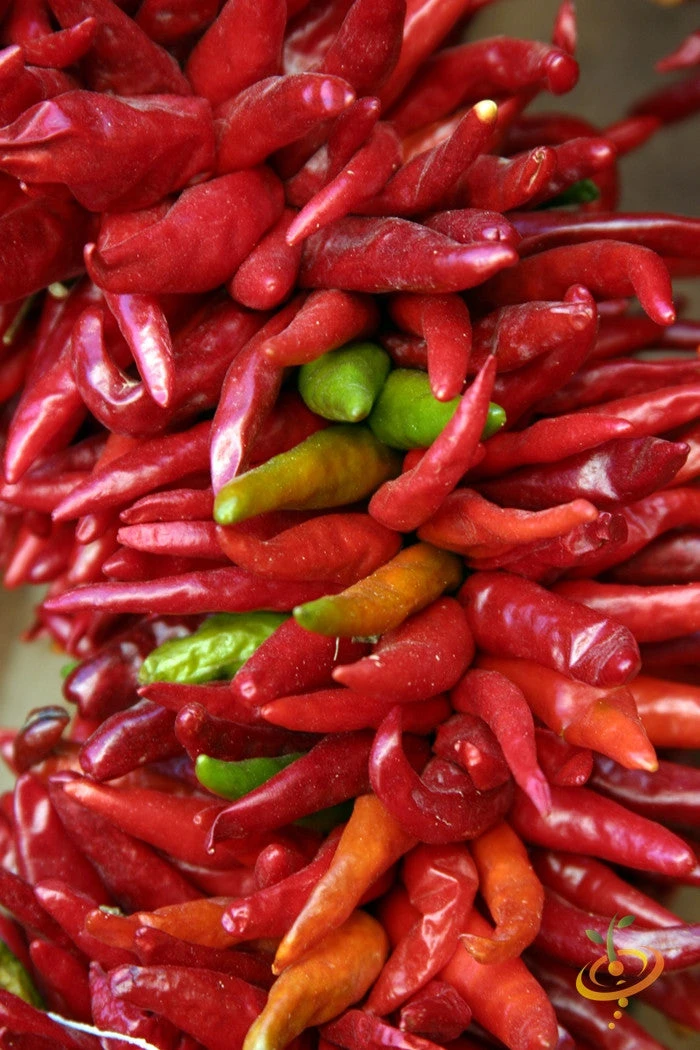 Pepper (Hot) - Santa Fe Grande 🔥 4 Pepper (Hot) - Santa Fe Grande 🔥 - Image 2