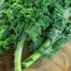 Kale - Classic, Blue Curled Scotch -Speed now 700xshutterstock 79356133 700x a4525002 8686 4872 9ace a4a99b0ce628