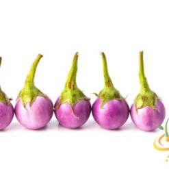 Eggplant - Round Mauve 19 Eggplant - Round Mauve -Speed now 700xshutterstock 80673790 700x 9e31544e aacc 4785 886d f25605d439c9