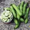 Bean, Fava/Broad - Broad Windsor 2 Bean, Fava/Broad - Broad Windsor -Speed now 700xshutterstock 80935375 700x dc6e54be cb25 4483 8424 10c61f28205c
