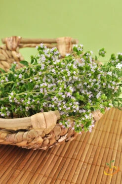 Oregano - Greek -Speed now 700xshutterstock 81345463