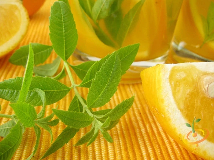 Mint - Lemon 4 Mint - Lemon - Image 2