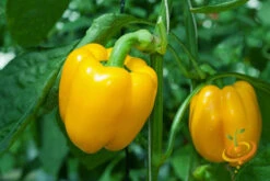 Pepper (Sweet) - Sunbright Yellow 10 Pepper (Sweet) - Sunbright Yellow -Speed now 700xshutterstock 91927085