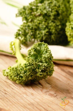 Kale - Classic, Blue Curled Scotch 11 Kale - Classic, Blue Curled Scotch -Speed now 700xshutterstock 92767969