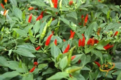 Pepper (Hot) - Tabasco 🔥🔥🔥 10 Pepper (Hot) - Tabasco 🔥🔥🔥 -Speed now 700xshutterstock 948043