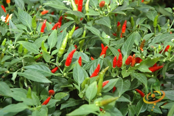 Pepper (Hot) - Tabasco 🔥🔥🔥 5 Pepper (Hot) - Tabasco 🔥🔥🔥 - Image 3