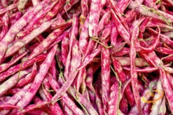Bean, Bush - Borlotti -Speed now 700xshutterstock 95261911