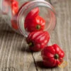 Pepper (Hot) - Habanero, Red Caribbean 🔥🔥🔥🔥🔥 1 Pepper (Hot) - Habanero, Red Caribbean 🔥🔥🔥🔥🔥 -Speed now 700xshutterstock 95959012 700x 9a829c82 53fc 4f94 81d7 4370c2b52295