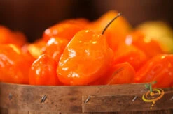Pepper (Hot) - Habanero, Orange 🔥🔥🔥🔥 -Speed now 700xshutterstock 9750031