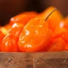 Pepper (Hot) - Habanero, Orange 🔥🔥🔥🔥 -Speed now 700xshutterstock 9750031 700x 508468bf 7a2a 4198 bbc5 5f2de8db1a3a