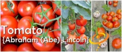 Tomato - Abraham (Abe) Lincoln (Indeterminate) -Speed now Abe Lincoln Tomato