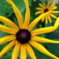 Wildflowers - All Perennial Scatter Garden Seed Mix