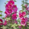 Flowers - Hollyhock, Indian Spring Mix 1 Flowers - Hollyhock, Indian Spring Mix -Speed now AltheaRoseaIndianSpringmixflowerseeds