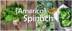 Spinach - America -Speed now America Spinach