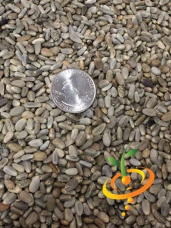 Artichoke - Green Globe 20 Artichoke - Green Globe -Speed now Artichoke Green Globe 2