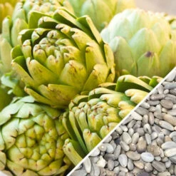 Artichoke - Green Globe 18 Artichoke - Green Globe -Speed now Artichoke Green Globe seeds