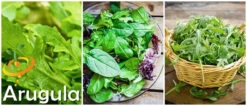 Arugula - Roquette (Rocket) -Speed now Arugula