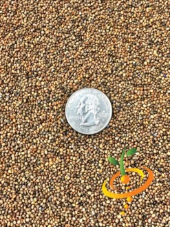 Arugula - Roquette (Rocket) -Speed now Arugula Roquette 22