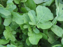 Arugula - Roquette (Rocket) -Speed now Arugula Clutivated roquette