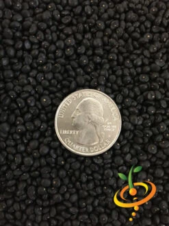 Asparagus - Mary Washington (Seeds) -Speed now Asparagus Mary Washington seeds 1