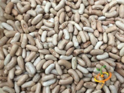 Bean, Bush - Contender -Speed now Bean Bush Contender seeds 2