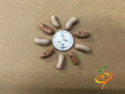 Bean, Bush - Contender -Speed now Bean Bush Contender seeds 3