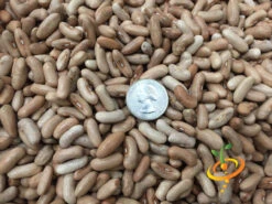 Bean, Bush - Contender -Speed now Bean Bush Contender seeds 4