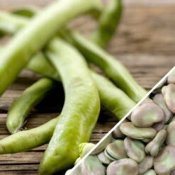 Bean, Fava/Broad - Broad Windsor 19 Bean, Fava/Broad - Broad Windsor -Speed now Bean Fava Pole Broad Windsor seeds