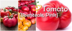 Tomato - Beefsteak, Pink (Indeterminate) -Speed now Beefsteak Pink Tomato