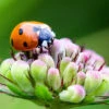 Wildflowers - Beneficial Insect Garden Seed Mix 2 Wildflowers - Beneficial Insect Garden Seed Mix -Speed now Beneficial Insect Garden Seed Mix