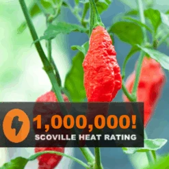 Pepper (Hot) - Ghost Chili/Bhut Jolokia 🔥🔥🔥🔥🔥🔥🥵 (HYBRID) -Speed now Bhut jolokia ghost pepper seeds