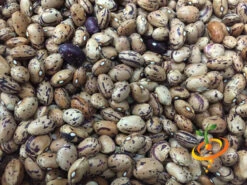 Bean, Bush - Borlotti -Speed now Borlotti seeds 4